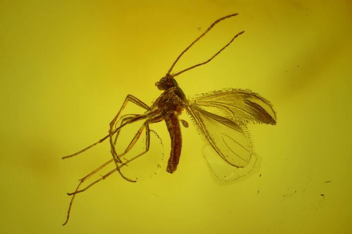 Three Fossil Flies (Diptera) In Baltic Amber #170082